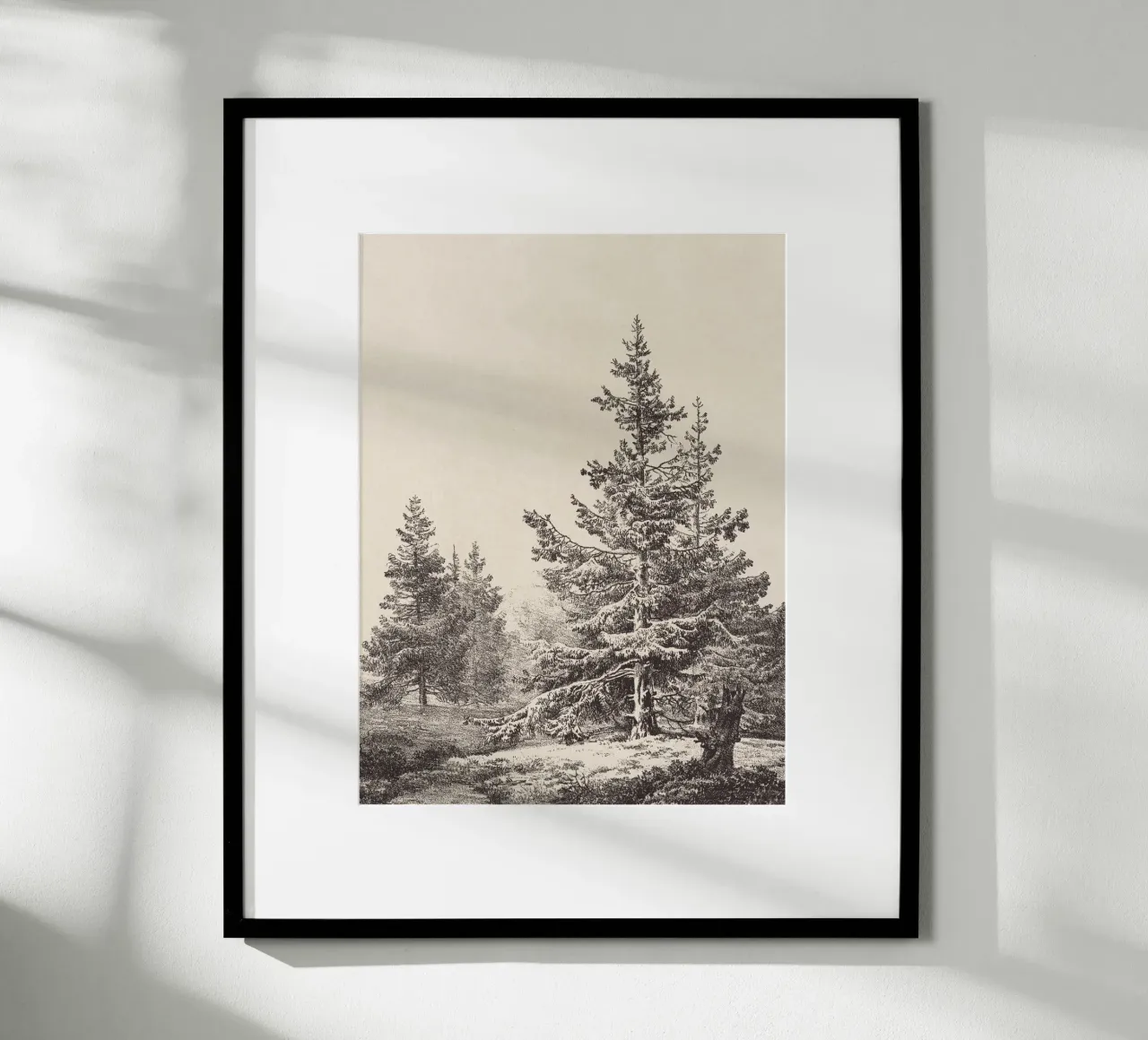Tree Sketch - Hemlock forest poster da apoloprints