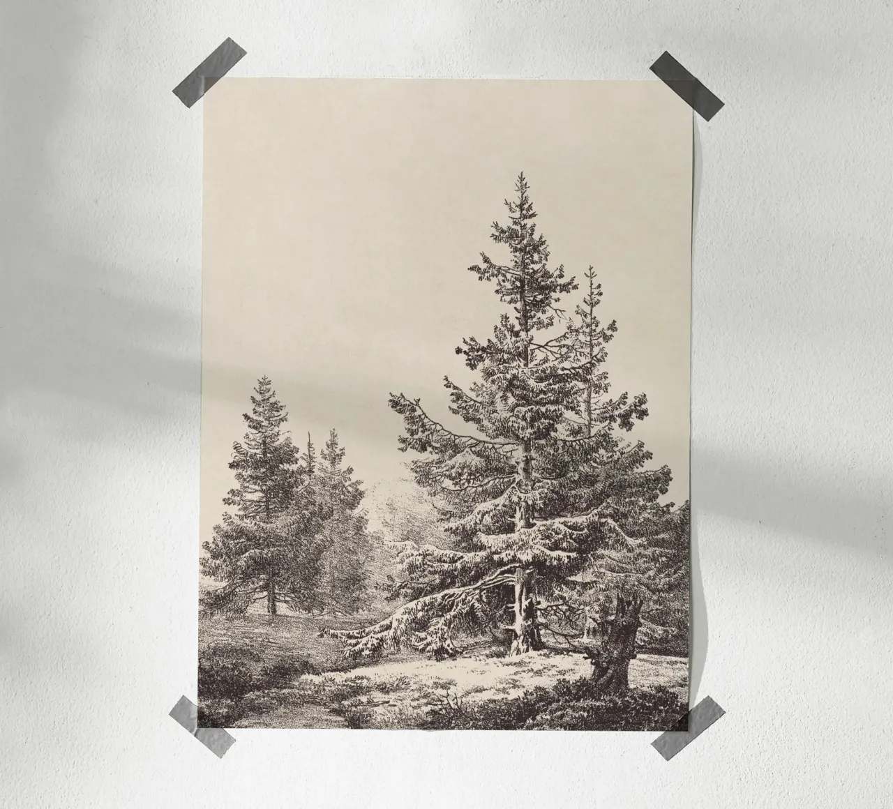 Tree Sketch - Hemlock forest poster da apoloprints