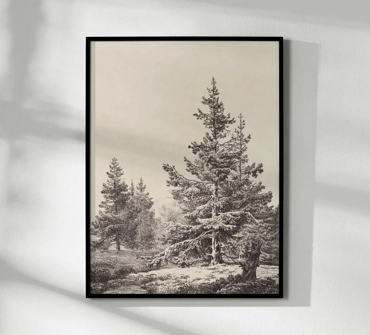 Tree Sketch - Hemlock forest carta hahnemühle da apoloprints