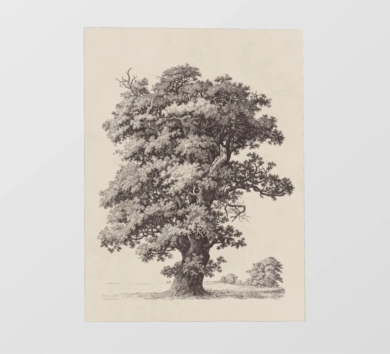 Tree Sketch - Black Oak pellicola backlit da apoloprints