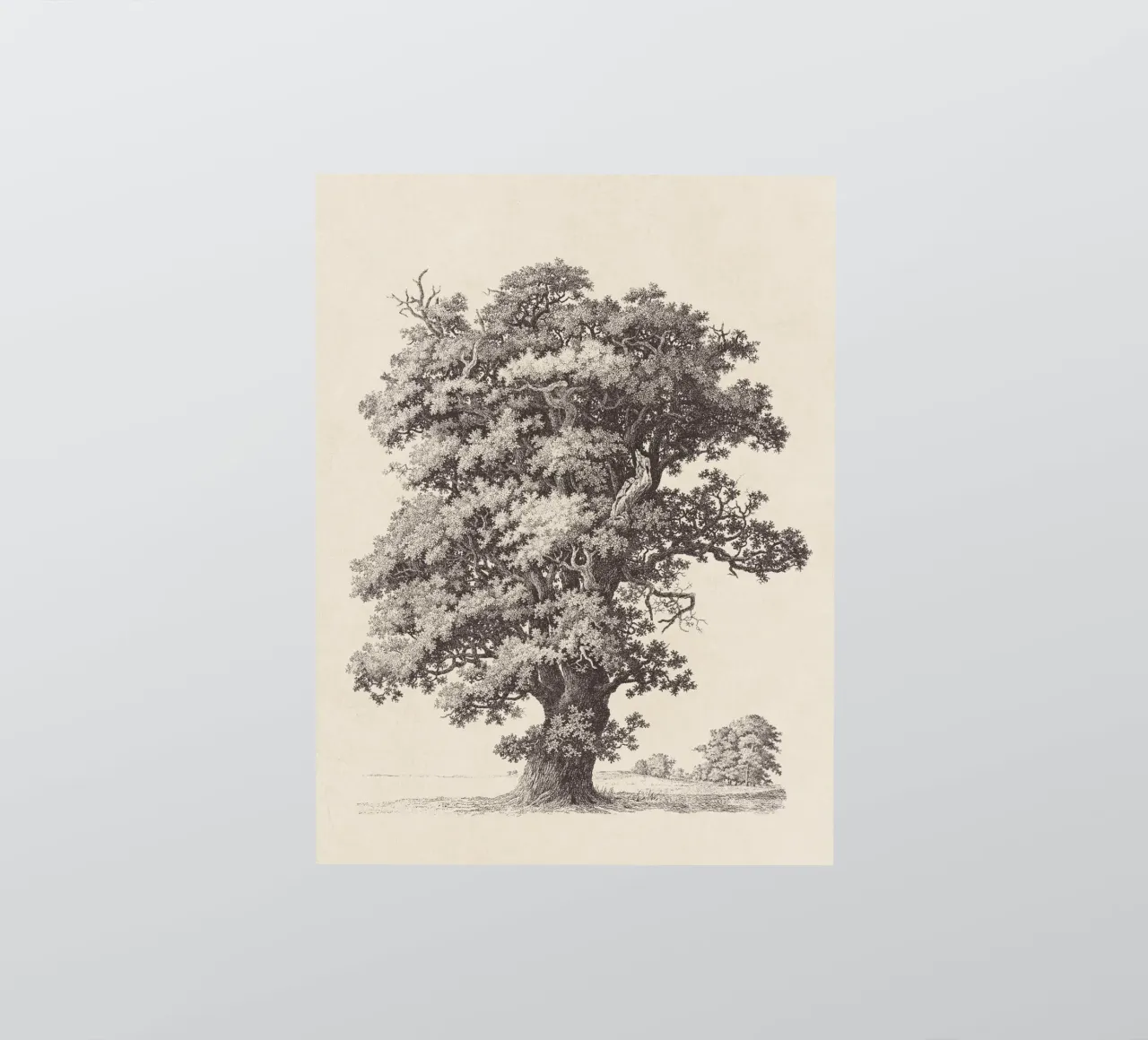 Tree Sketch - Black Oak sticker by apoloprints