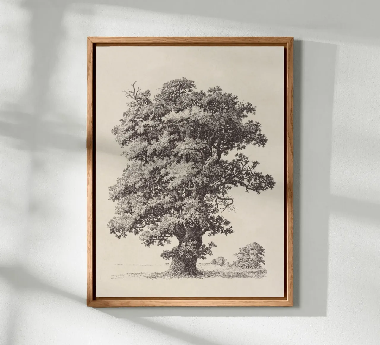 Tree Sketch - Black Oak alluminio dibond da apoloprints