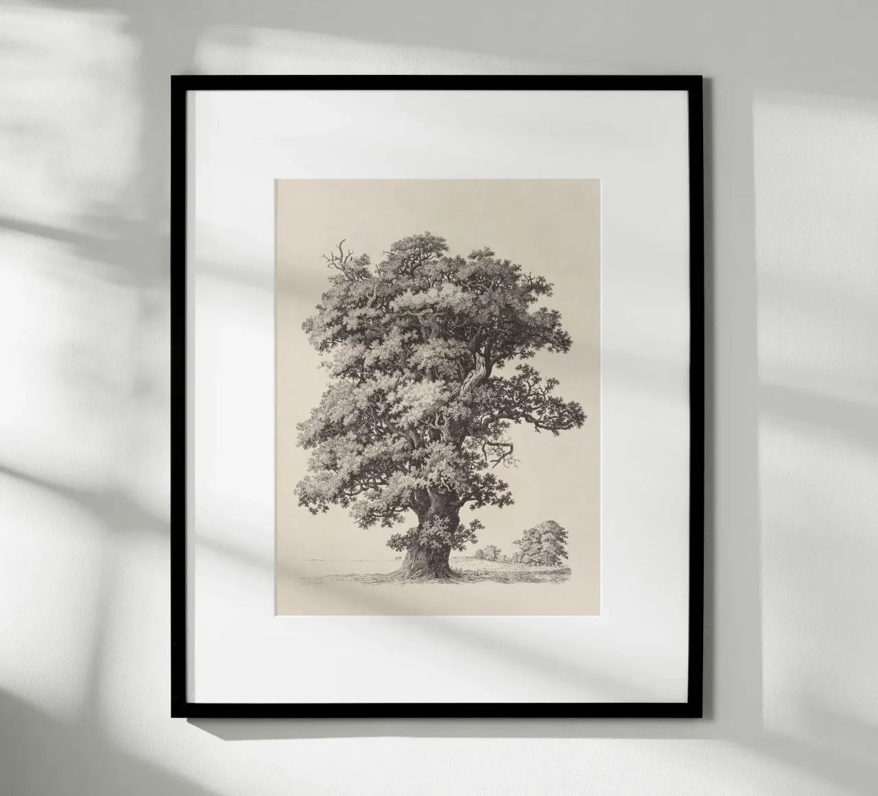 Tree Sketch - Black Oak carta hahnemühle da apoloprints
