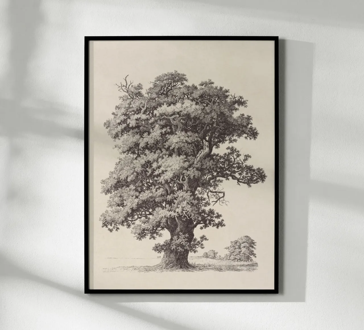 Tree Sketch - Black Oak carta hahnemühle da apoloprints