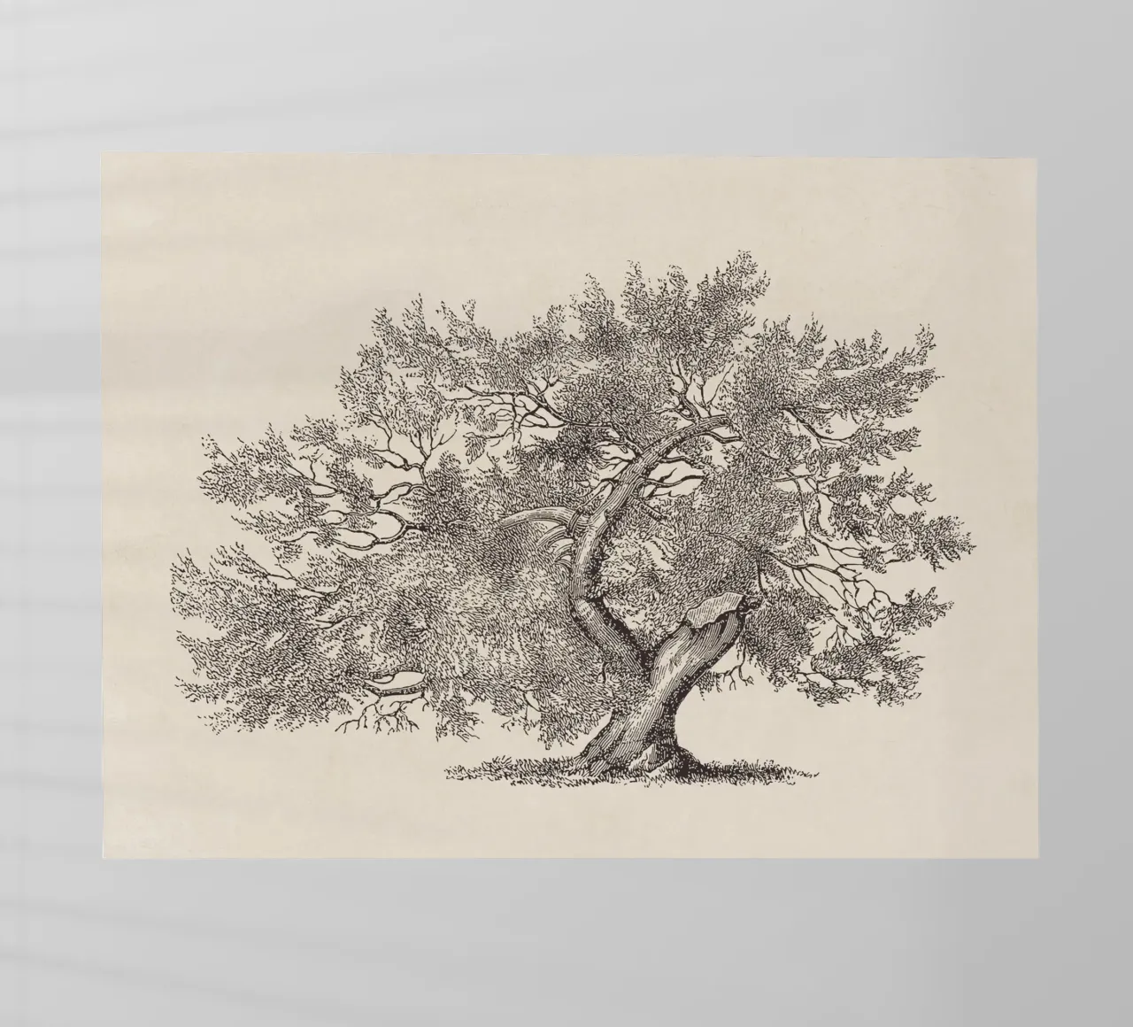 Tree Sketch - Broken Trunk pellicola backlit da apoloprints