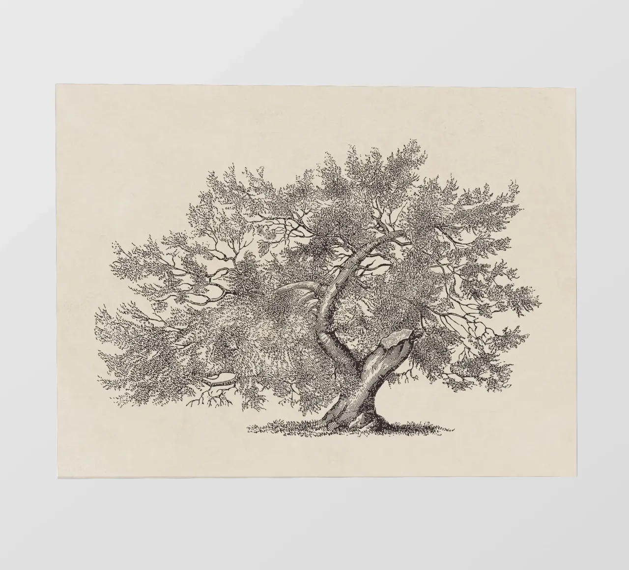 Tree Sketch - Broken Trunk telo in pvc da apoloprints