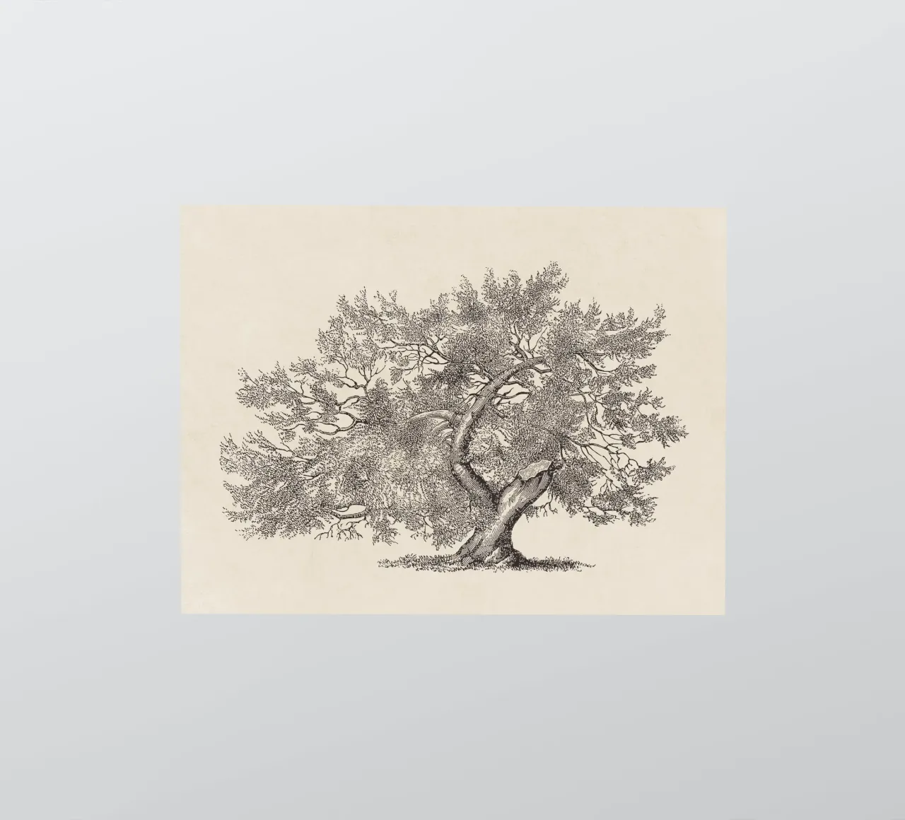 Tree Sketch - Broken Trunk adesivo da apoloprints