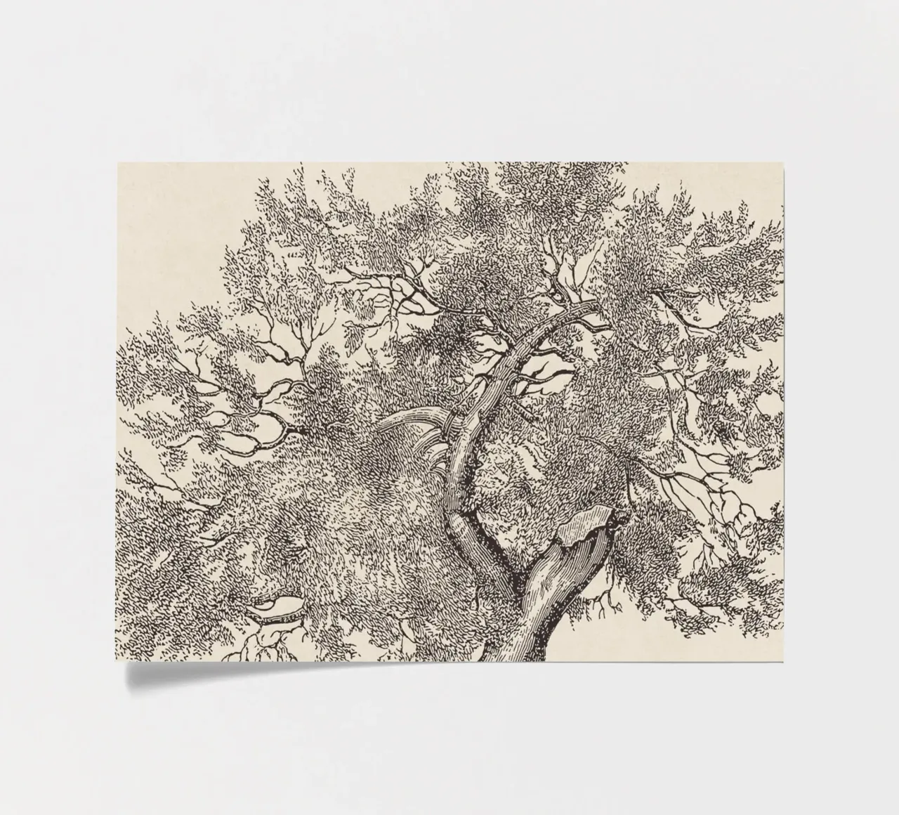 Tree Sketch - Broken Trunk Stickerbogen von apoloprints