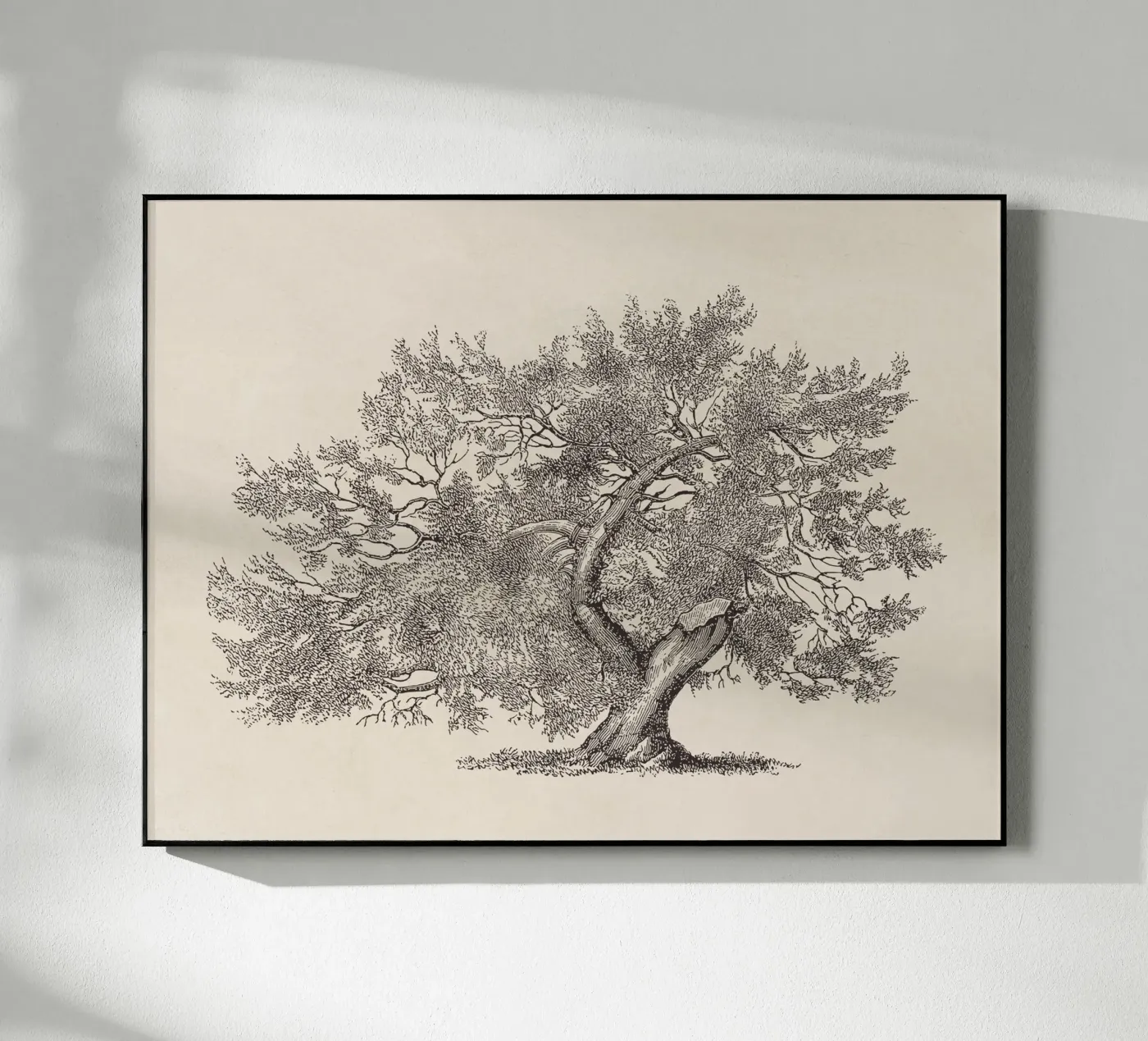 Schizzo di un albero con il tronco spezzato plexiglass da Apolo Prints