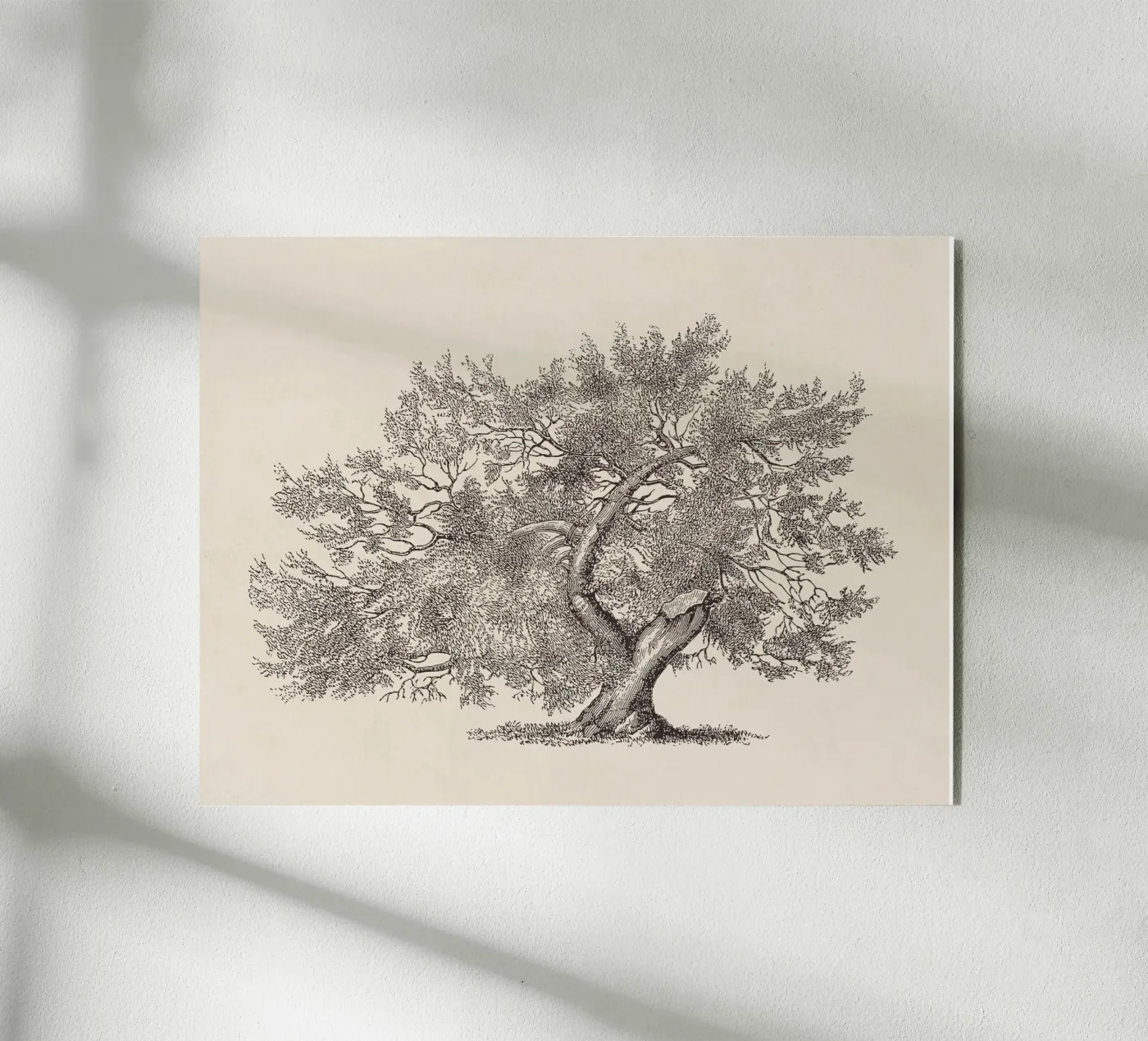 Schizzo di un albero con il tronco spezzato plexiglass da Apolo Prints