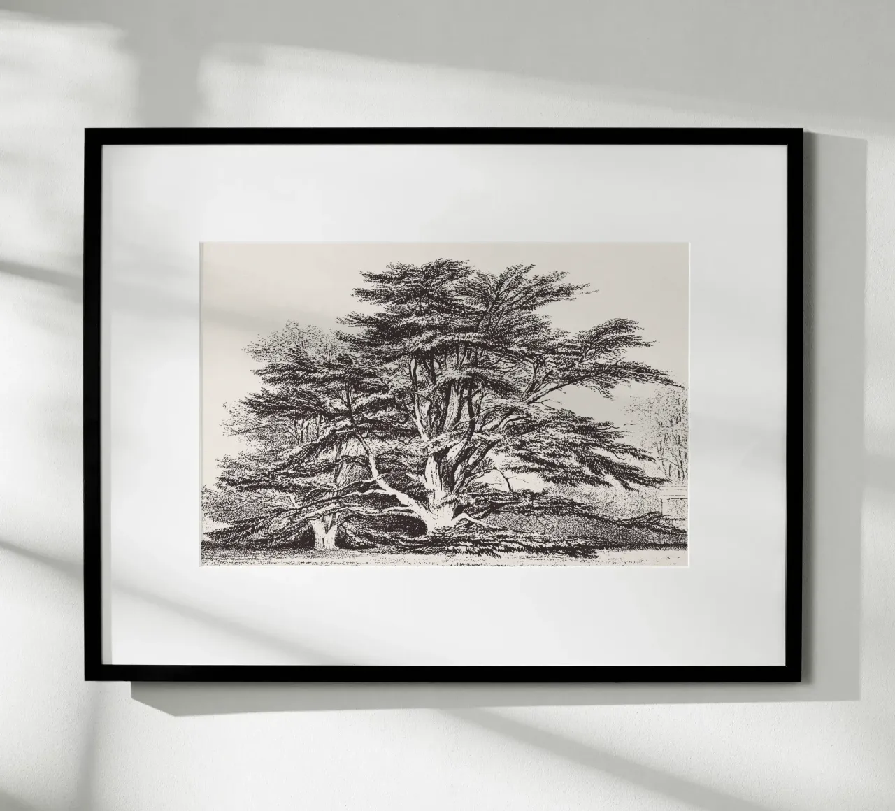 Cedar of Lebanon Tree Landscape poster con telaio in plastica da apoloprints