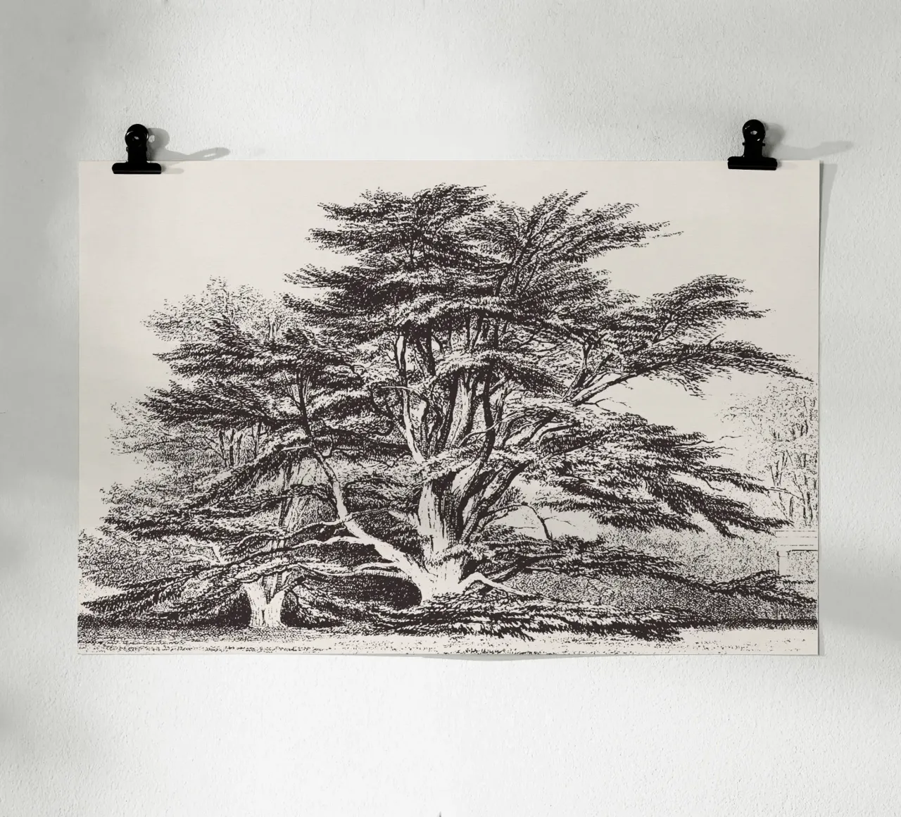 Cedar of Lebanon Tree Landscape poster con telaio in plastica da apoloprints