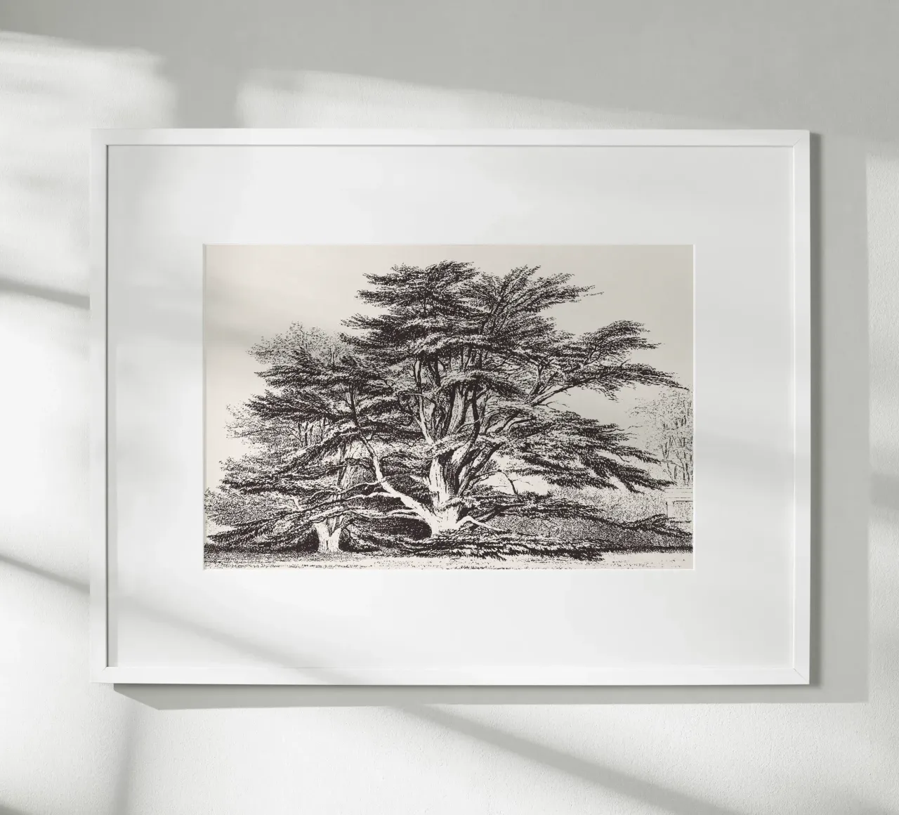 Cedar of Lebanon Tree Landscape poster con telaio in plastica da apoloprints