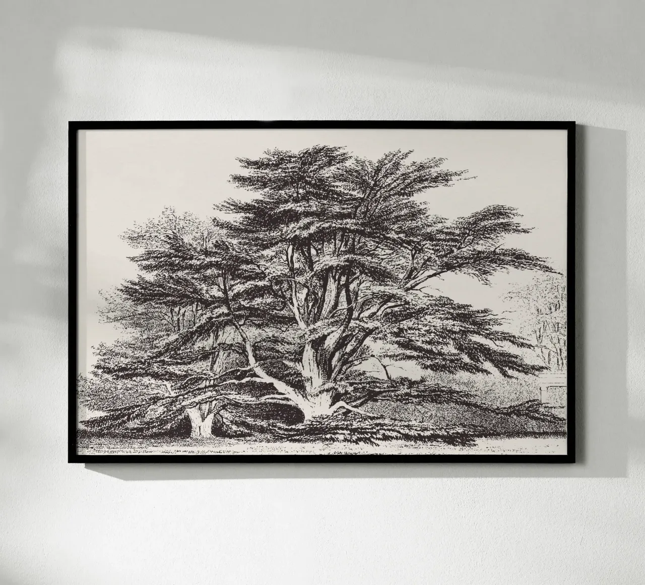Cedar of Lebanon Tree Landscape poster con telaio in plastica da apoloprints
