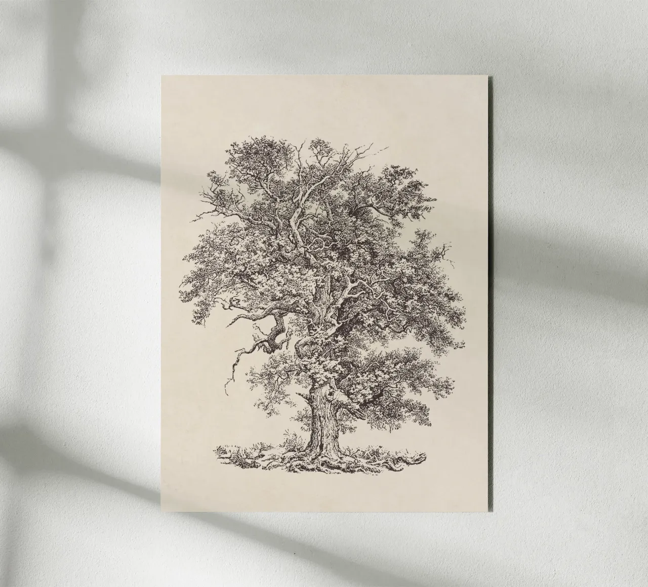 Tree Sketch - English Oak alluminio dibond da apoloprints