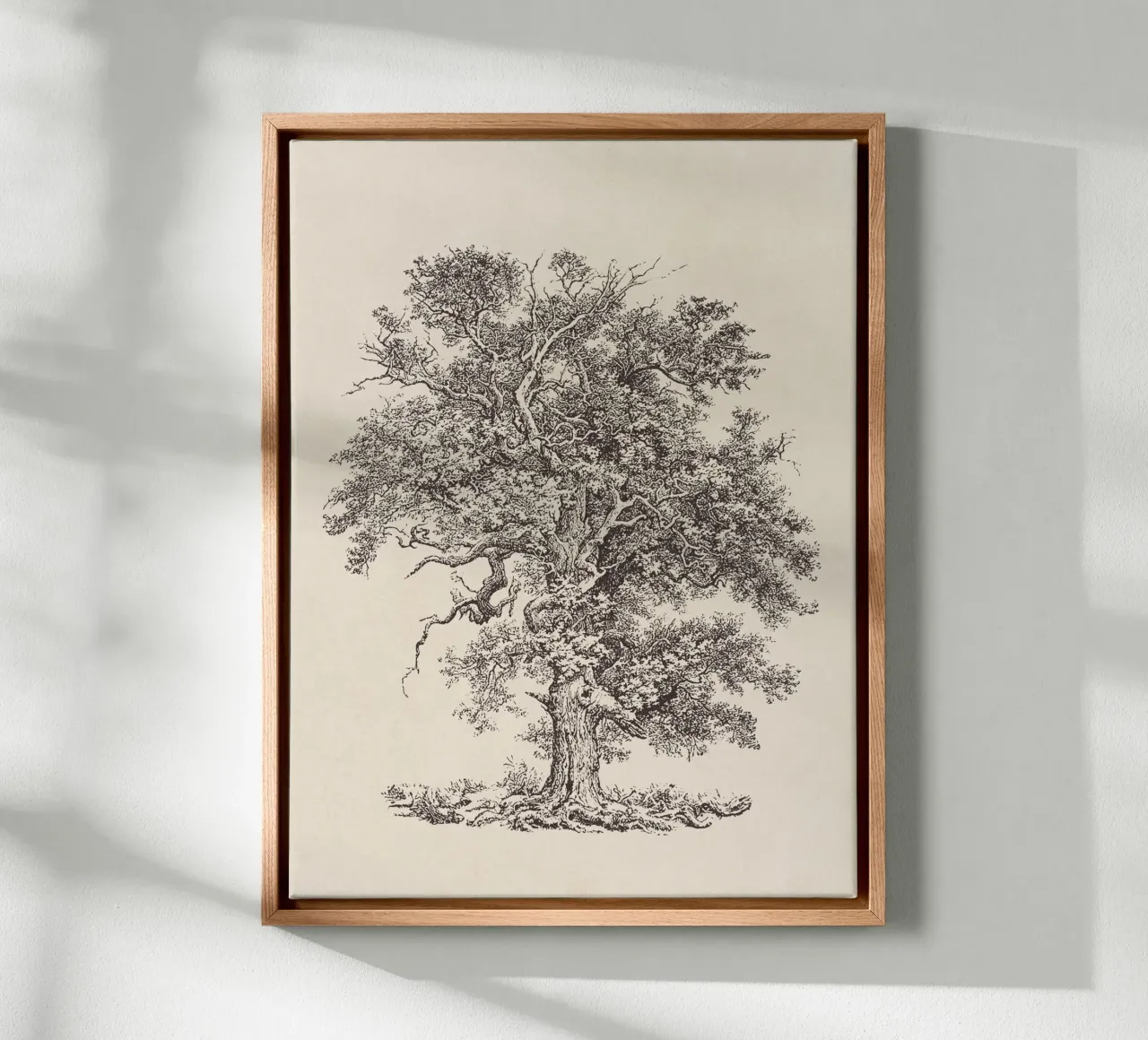 Tree Sketch - English Oak canvas by apoloprints