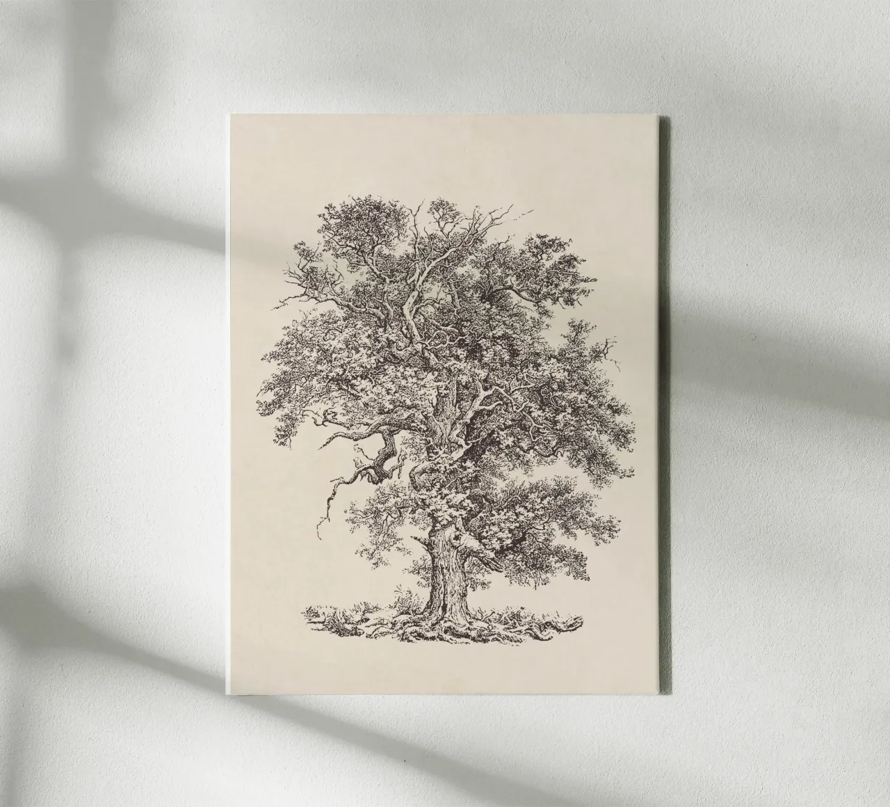 Tree Sketch - English Oak canvas by apoloprints