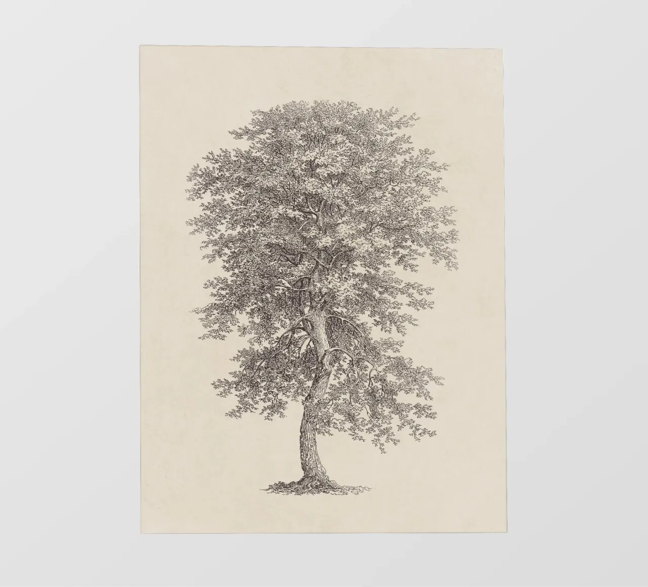 Tree Sketch - Hickory lámina retroiluminada de apoloprints