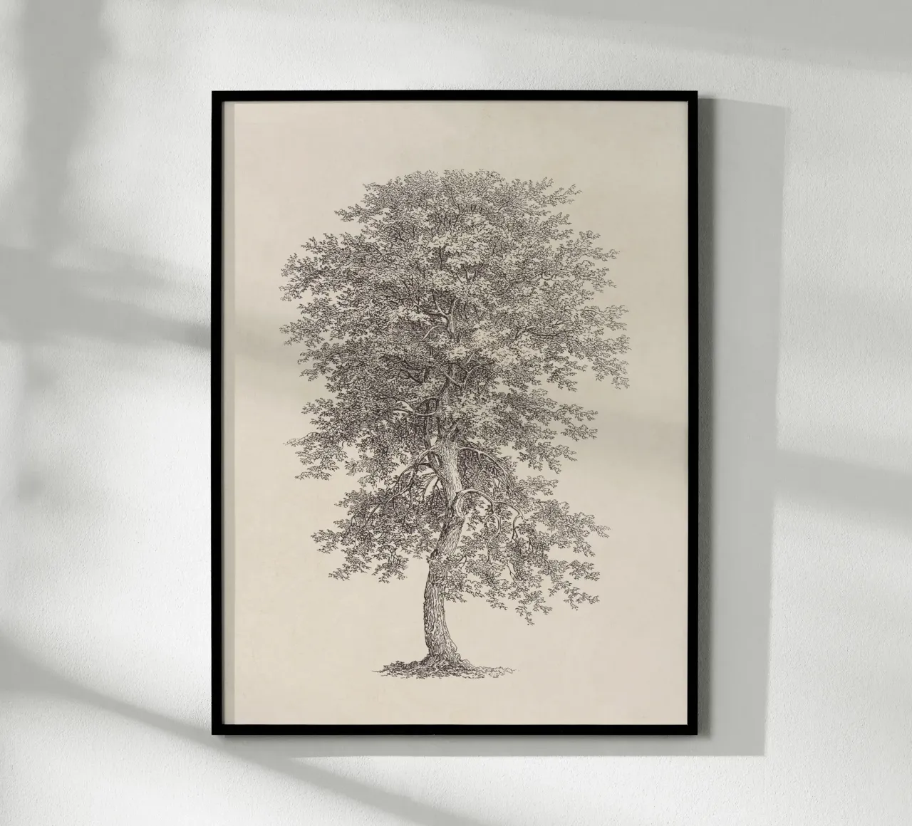 Tree Sketch - Hickory carta hahnemühle da apoloprints