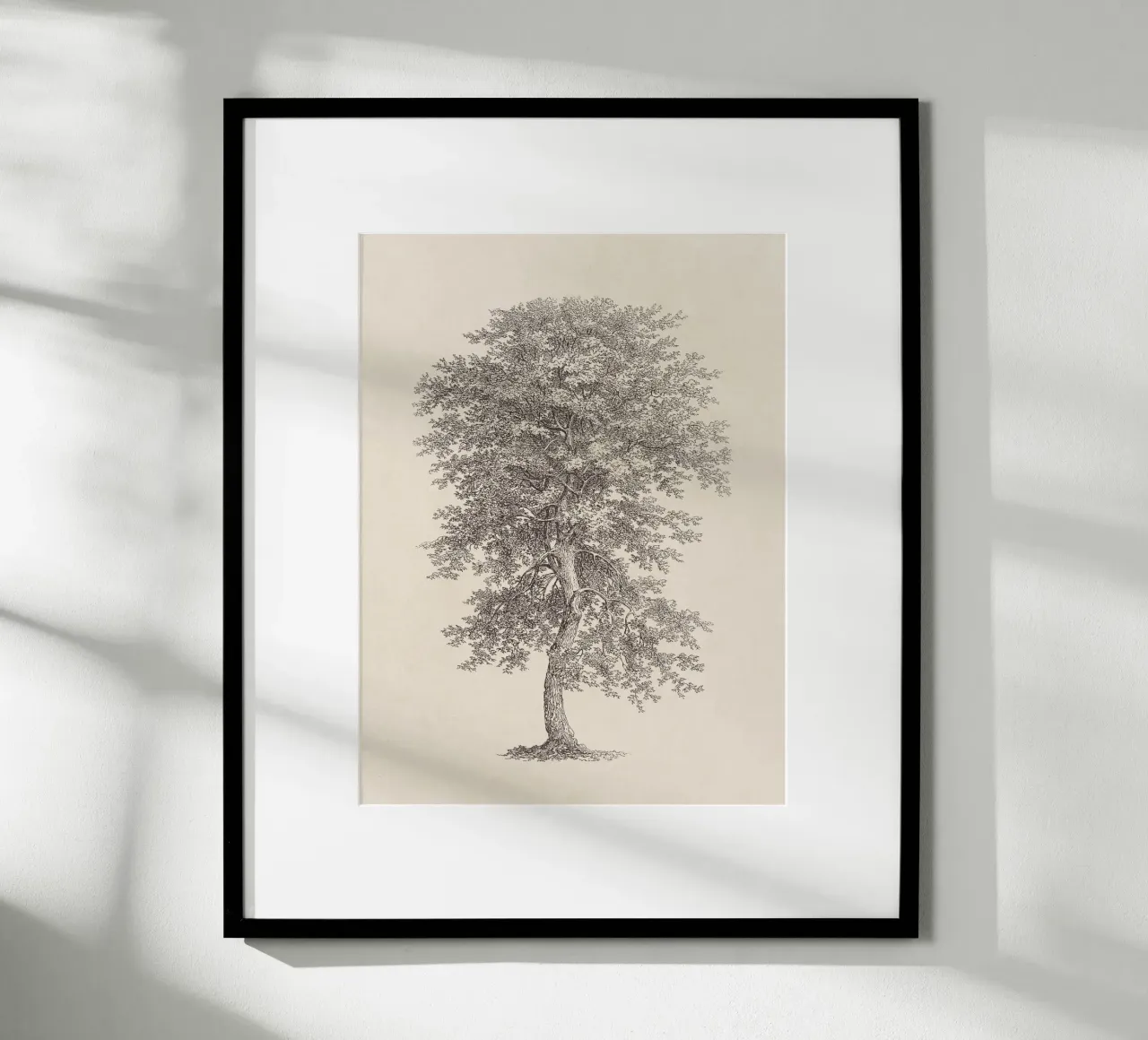 Tree Sketch - Hickory carta hahnemühle da apoloprints