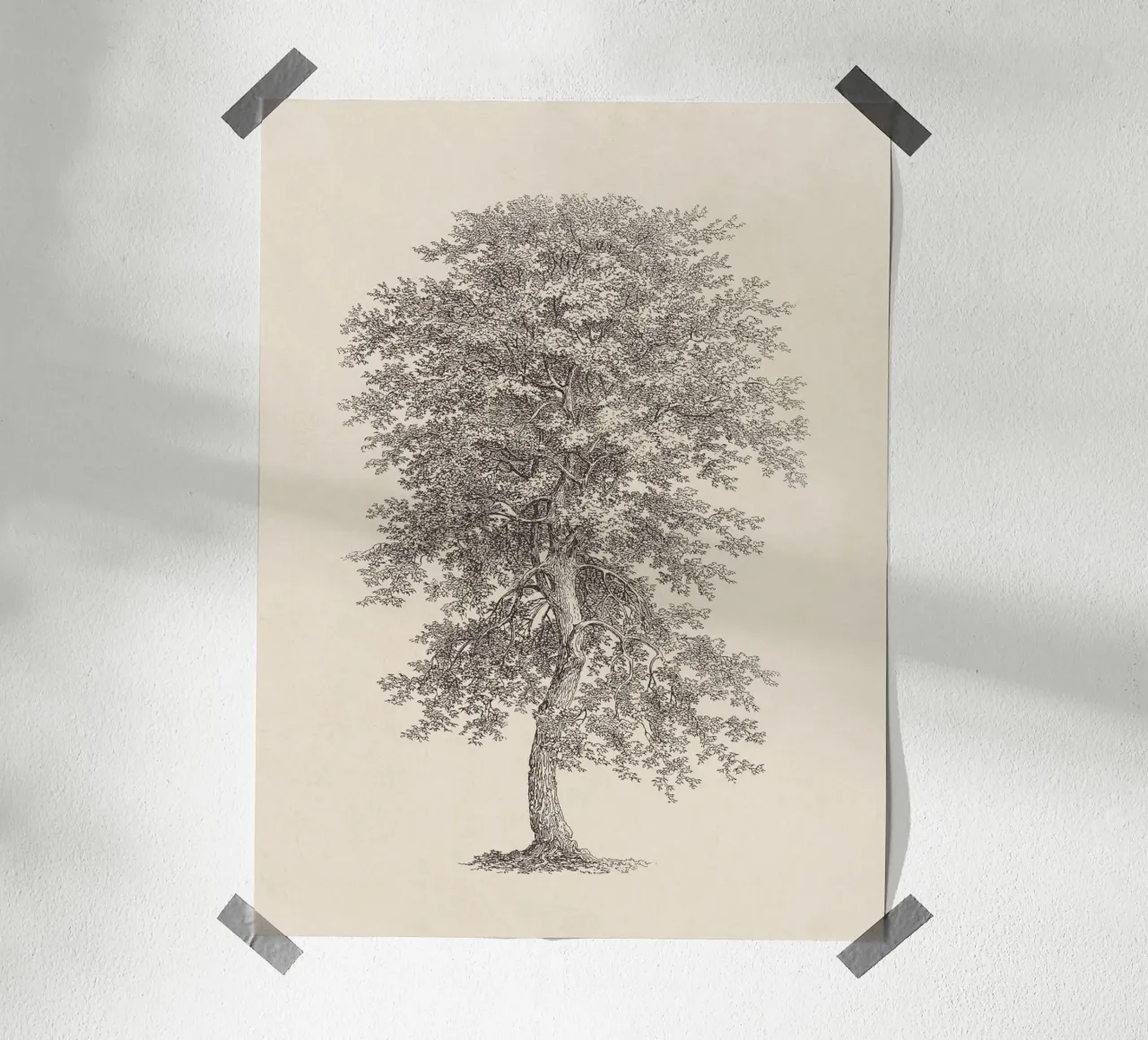 Tree Sketch - Hickory carta hahnemühle da apoloprints