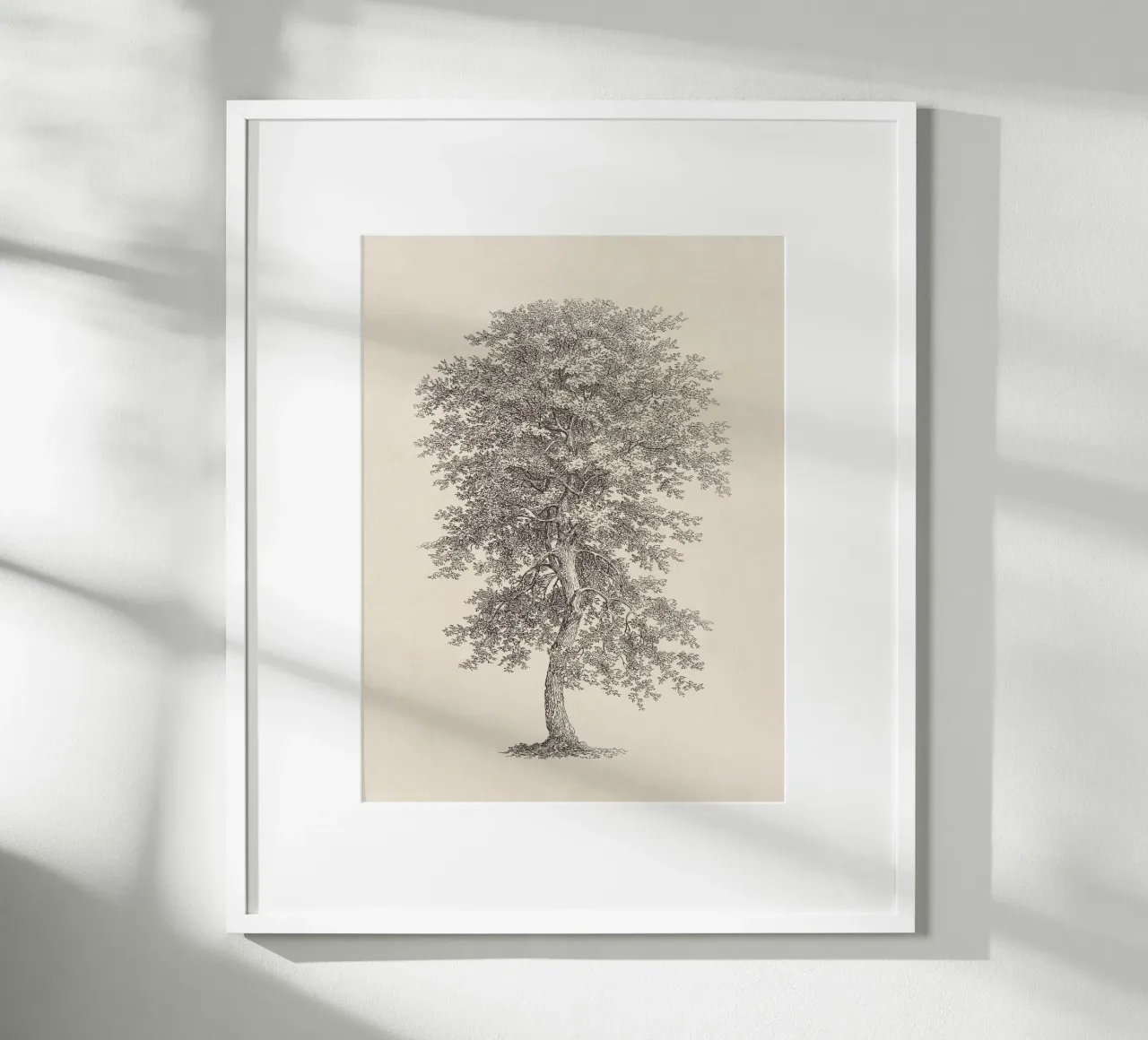 Tree Sketch - Hickory carta hahnemühle da apoloprints