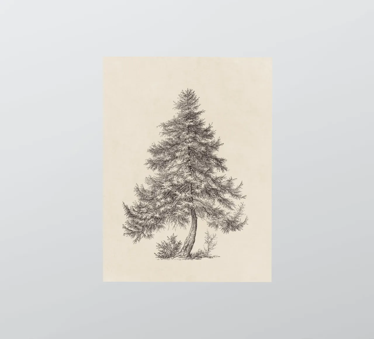 Tree Sketch - Larch adesivo da apoloprints