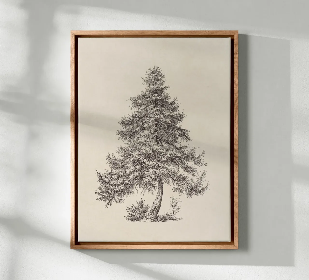 Tree Sketch - Larch tela da apoloprints