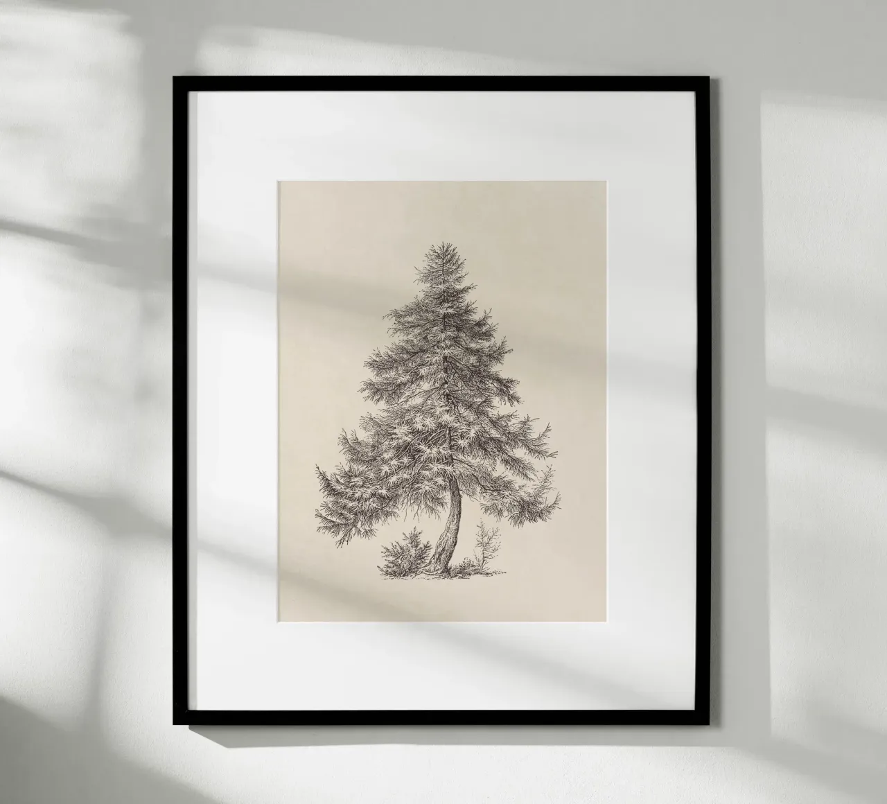 Tree Sketch - Larch carta hahnemühle da apoloprints
