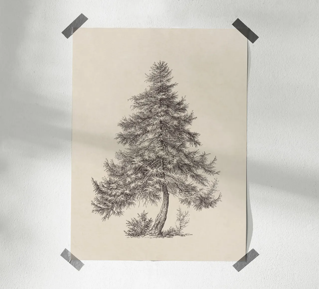 Tree Sketch - Larch poster da apoloprints