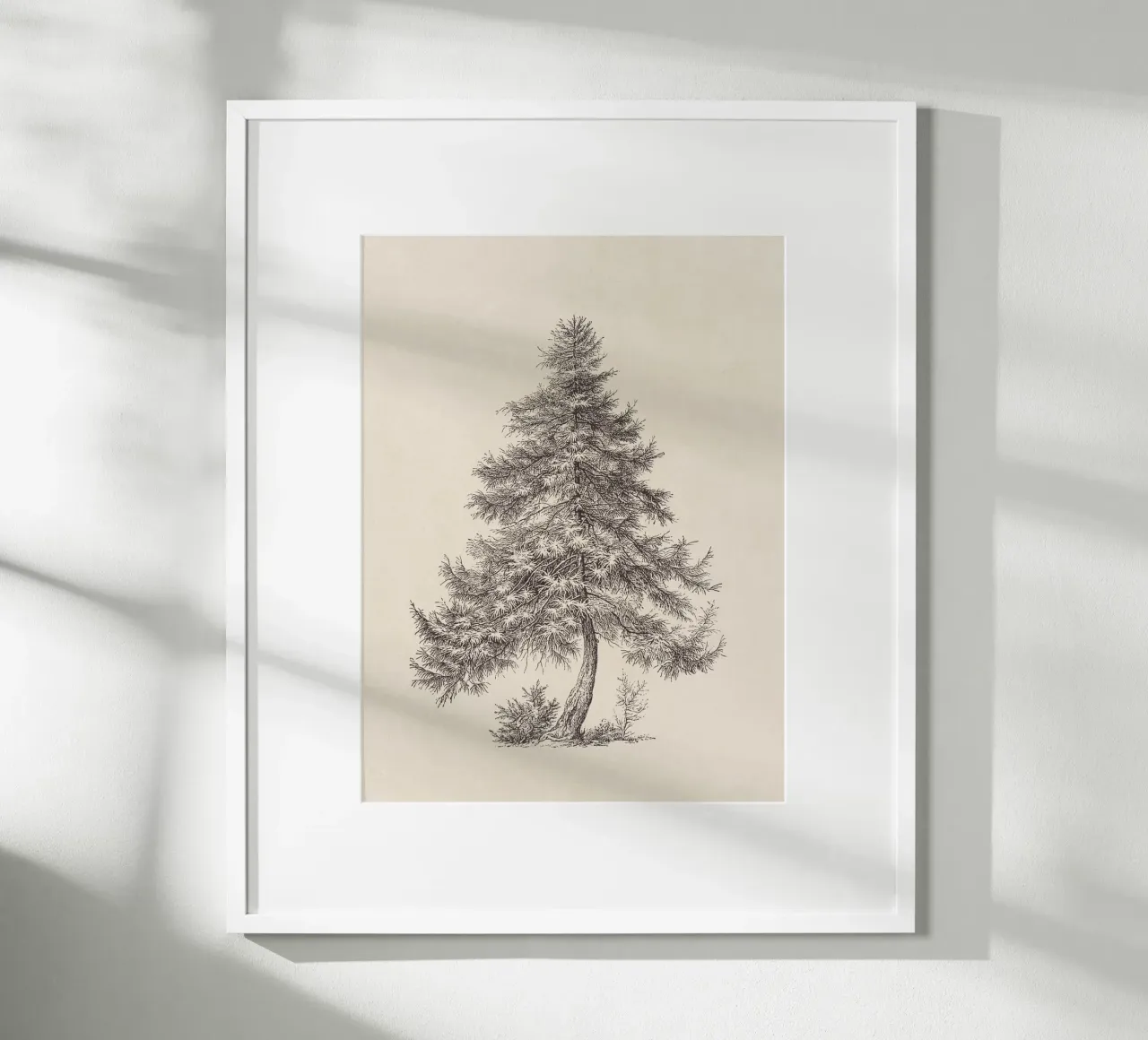 Tree Sketch - Larch carta hahnemühle da apoloprints