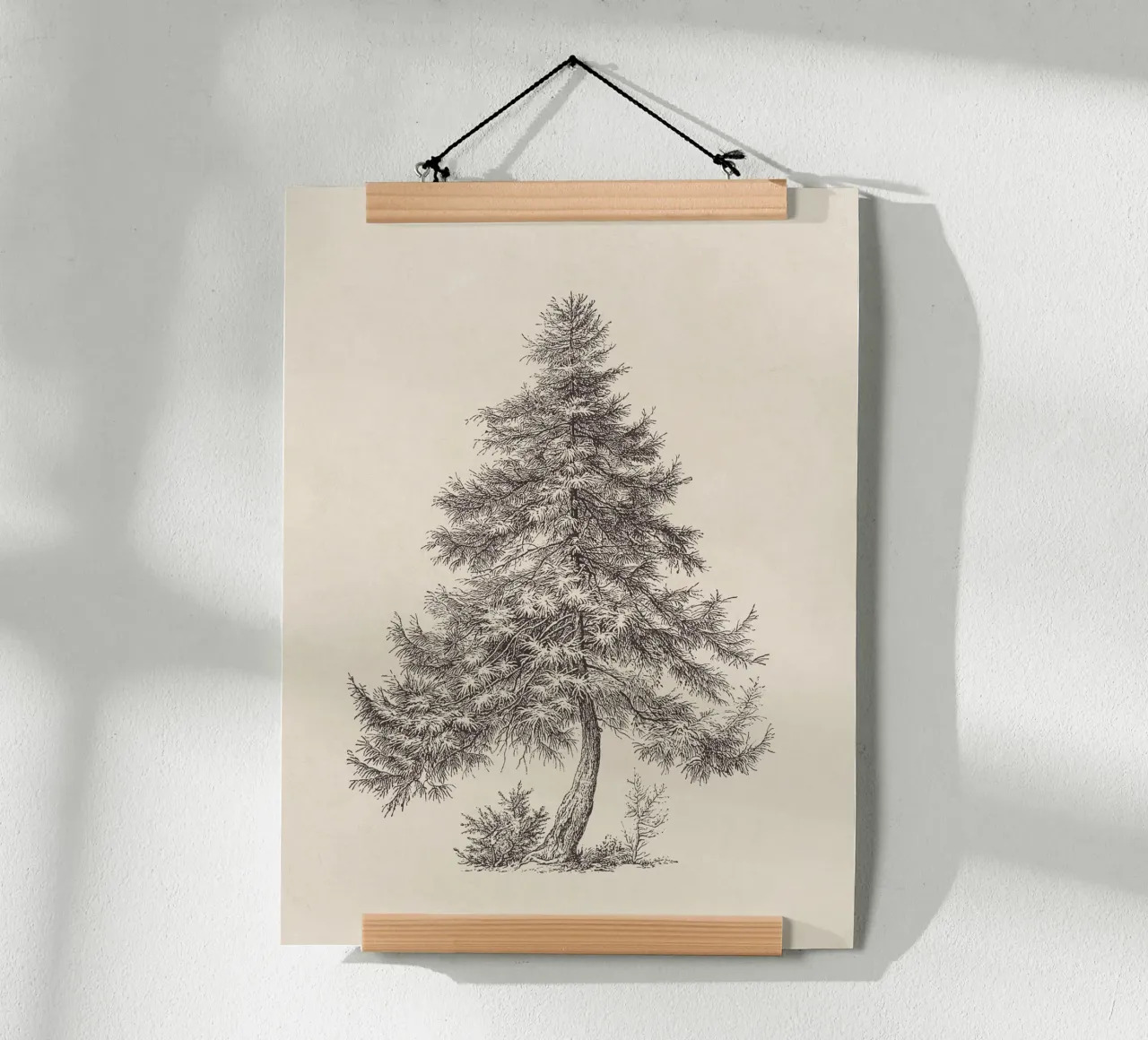 Tree Sketch - Larch poster da apoloprints