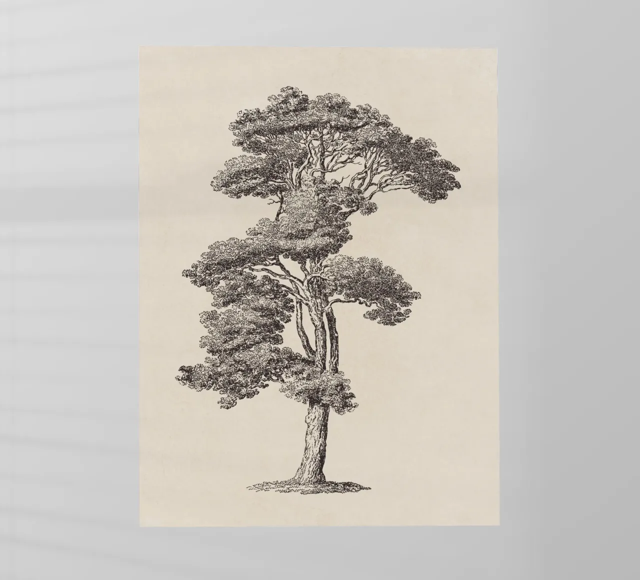Tree Sketch - Loblolly Pine pellicola backlit da apoloprints