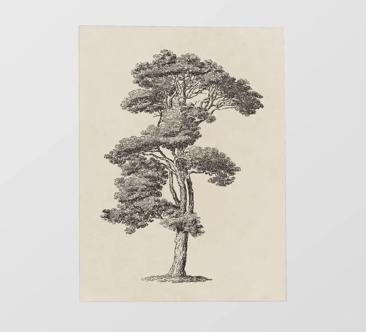 Tree Sketch - Loblolly Pine pellicola backlit da apoloprints