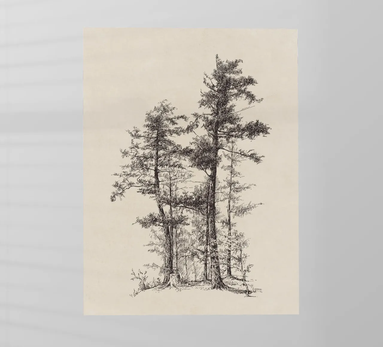 Tree Sketch - Longleaf Pine pellicola backlit da apoloprints