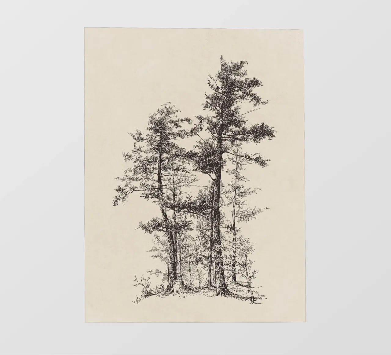 Tree Sketch - Longleaf Pine pellicola backlit da apoloprints