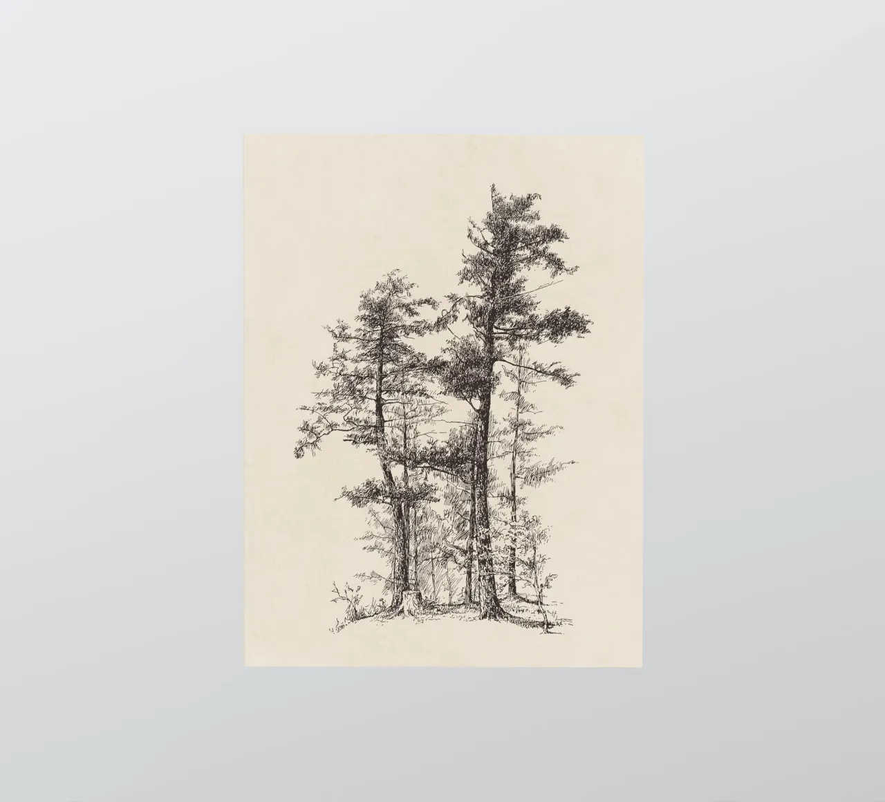 Tree Sketch - Longleaf Pine adesivo da apoloprints
