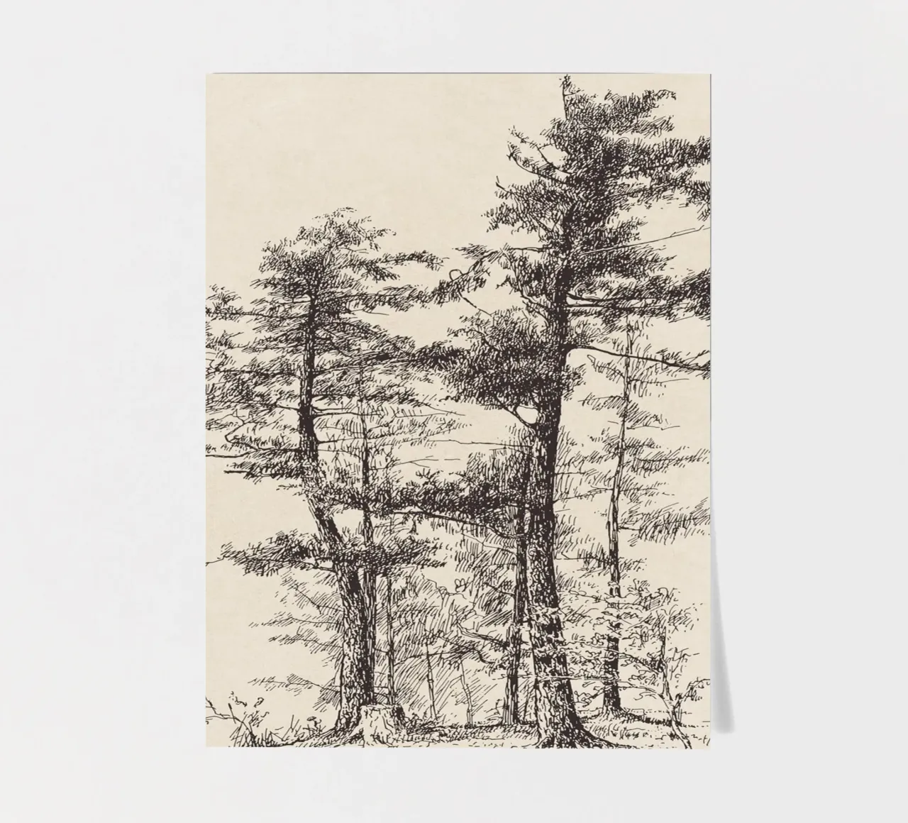 Tree Sketch - Longleaf Pine foglio adesivo da apoloprints