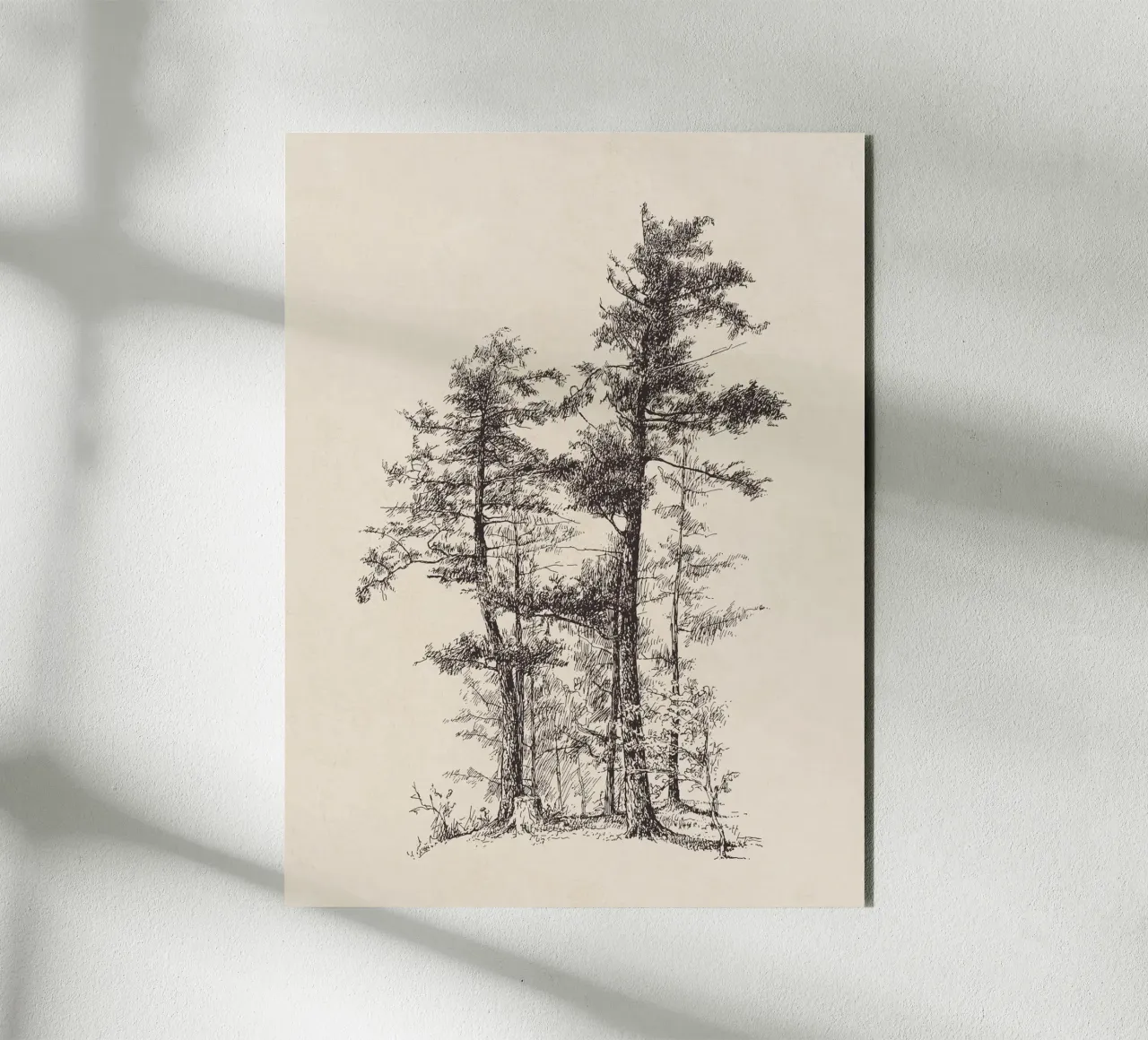 Tree Sketch - Longleaf Pine alluminio dibond da apoloprints