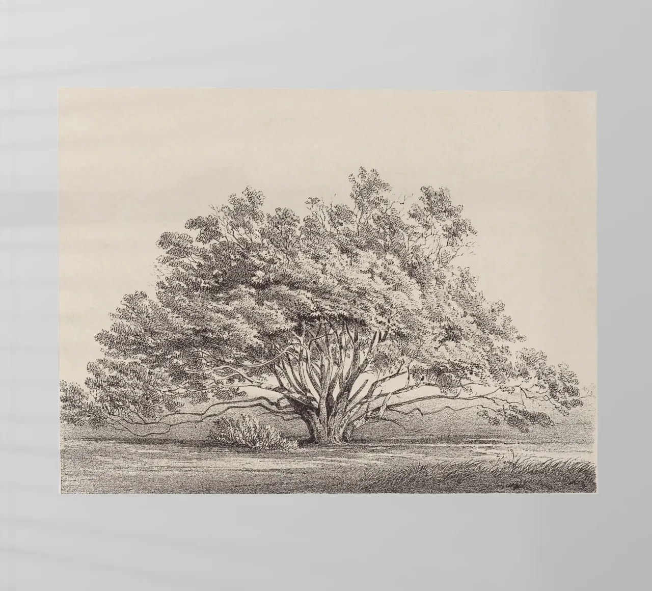 Tree Sketch - Manzanita pellicola backlit da apoloprints