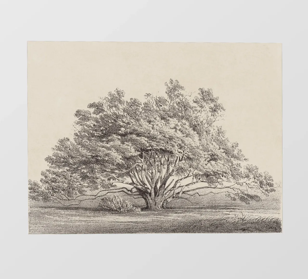 Tree Sketch - Manzanita pellicola backlit da apoloprints