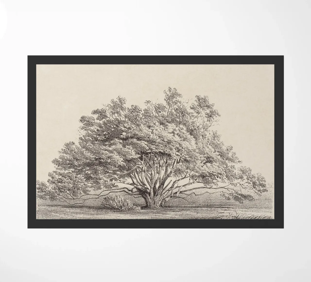 Tree Sketch - Manzanita zerbino da apoloprints