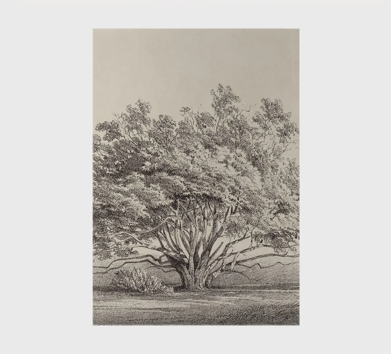 Tree Sketch - Manzanita notebook by apoloprints