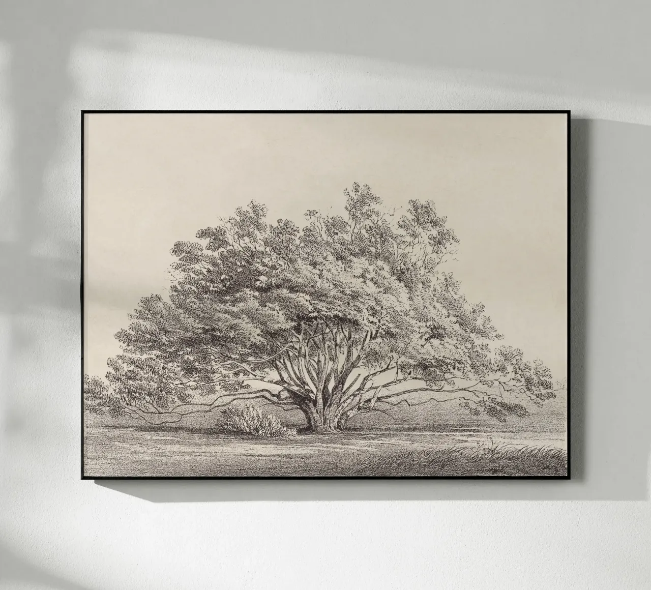 Tree Sketch - Manzanita plexiglass da apoloprints