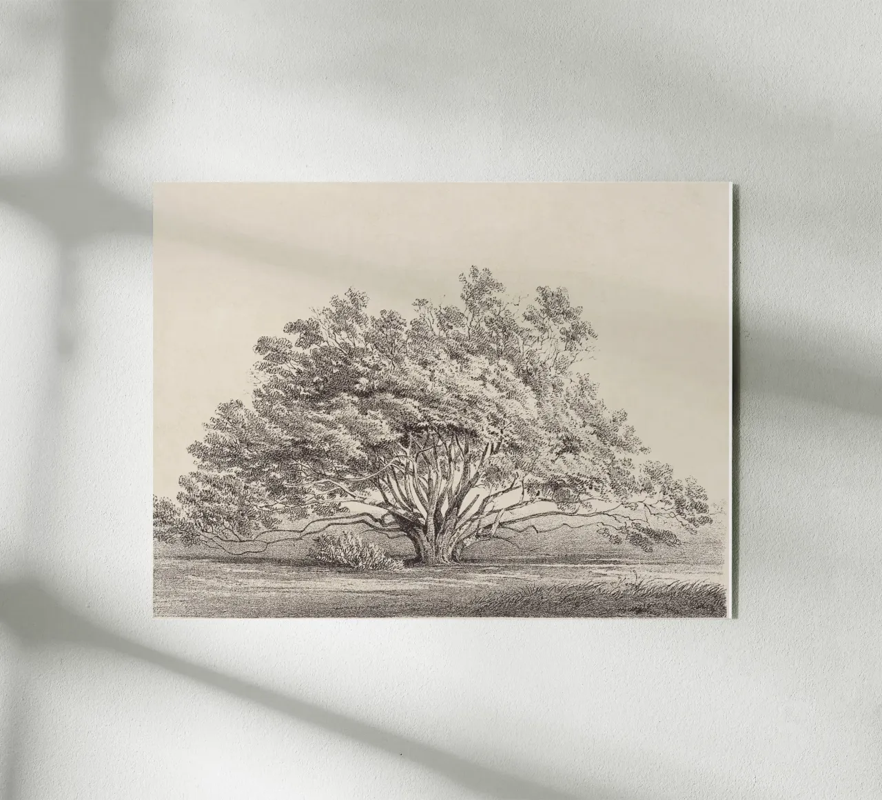 Tree Sketch - Manzanita plexiglass da apoloprints