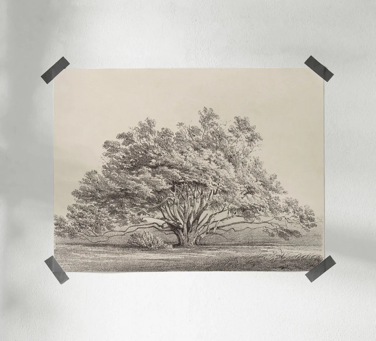 Tree Sketch - Manzanita carta hahnemühle da apoloprints