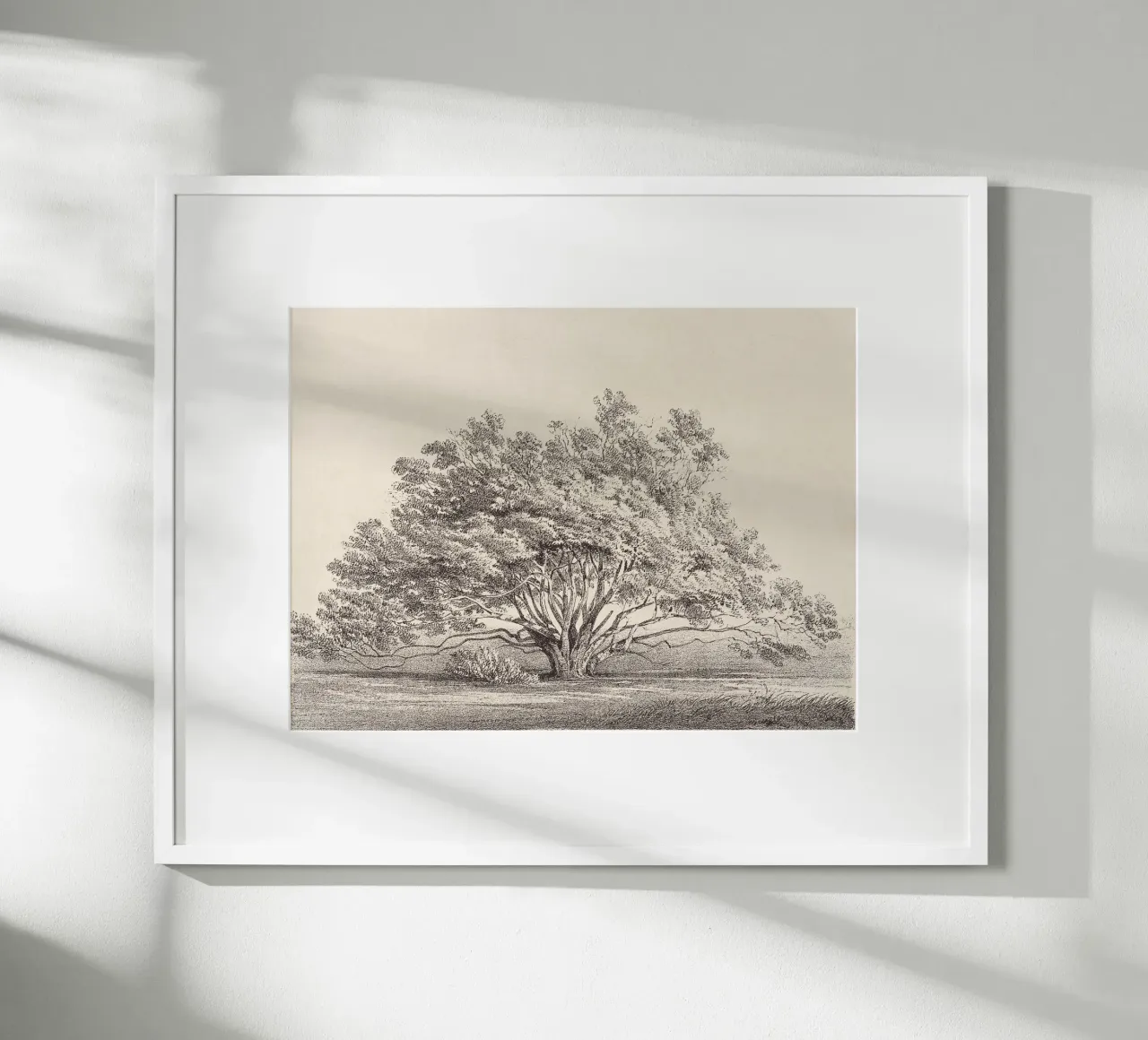 Tree Sketch - Manzanita carta hahnemühle da apoloprints