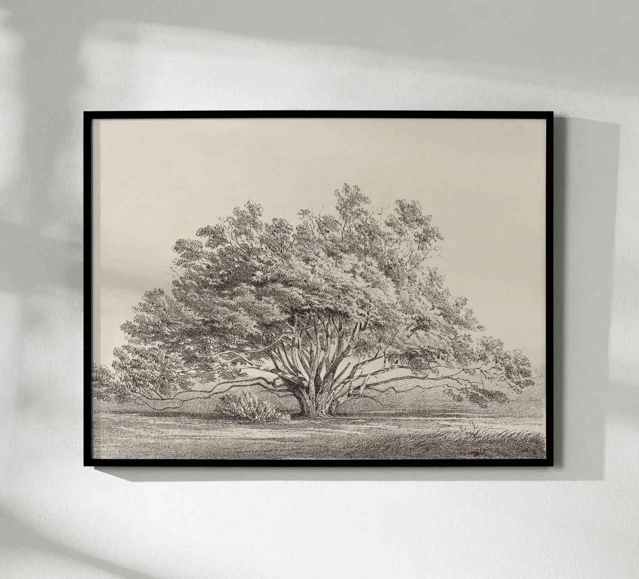 Tree Sketch - Manzanita carta hahnemühle da apoloprints