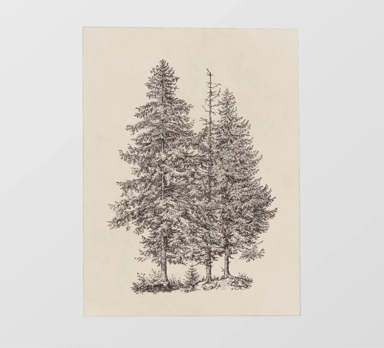 Tree Sketch - Norway Spruce pellicola backlit da apoloprints
