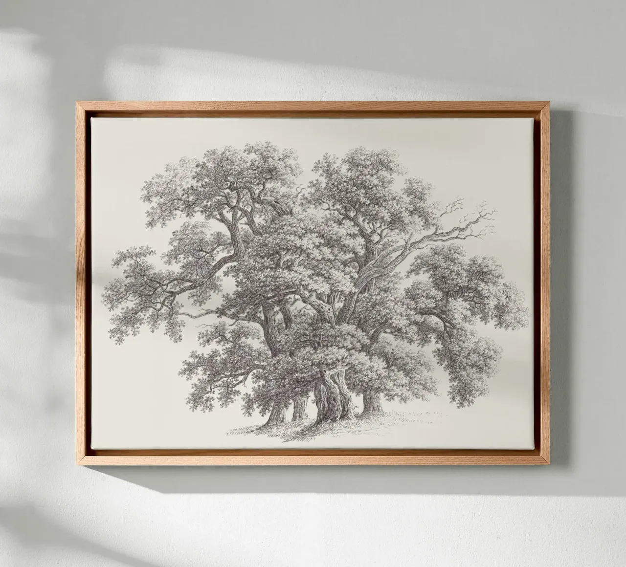 Tree Sketch - Oak Group tela da apoloprints